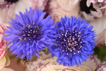 fiordalisi blu