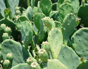 Indian fig, cactus pear (Opuntia ficus-indica, Opuntia ficus-barbarica) with yellow flover.