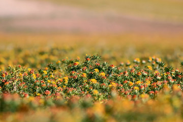 Colorful flowers. Plant: Carthamus Tinctorius. Colorful field. Nature background. 