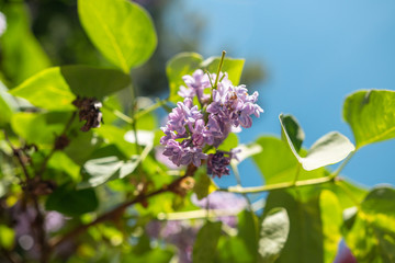 A Purple FLower with Green Leaves