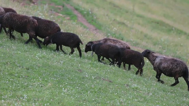 Black-brown sheep graze in the meadow. A flock of sheep runs uphill from right to left. Country landscape. Movement close up.