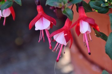 fiori di fucsia bianchi e rossi