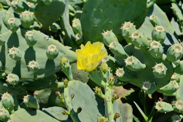 Indian fig, cactus pear (Opuntia ficus-indica, Opuntia ficus-barbarica) with yellow flover.