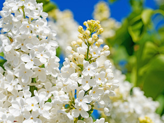 Weißer Flieder, Syringa