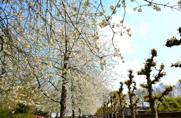 Cherry Blossom Tree In The Netherlands