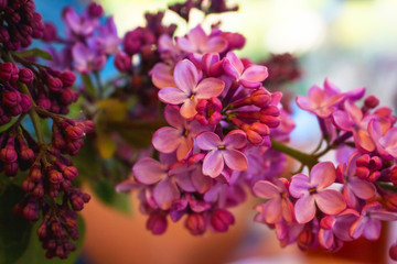 Lilac tree flowers close up, lilac lilac.