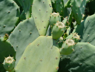 Indian fig, cactus pear (Opuntia ficus-indica, Opuntia ficus-barbarica) with yellow flover.