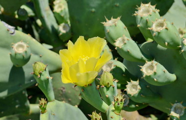 Indian fig, cactus pear (Opuntia ficus-indica, Opuntia ficus-barbarica) with yellow flover.