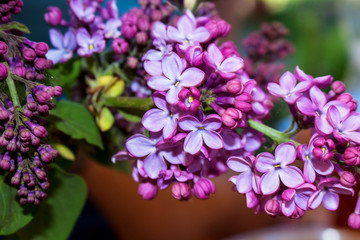 Lilac tree flowers close up, lilac lilac.
