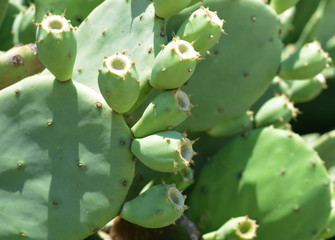 Indian fig, cactus pear (Opuntia ficus-indica, Opuntia ficus-barbarica) with yellow flover.