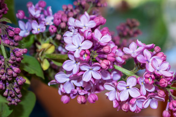 Fototapeta premium Lilac tree flowers close up, lilac lilac.