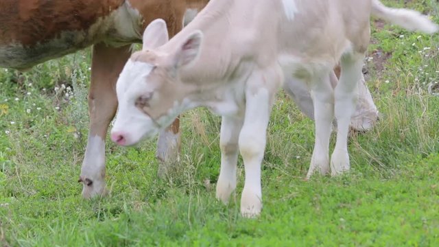 A cute little white calf is grazed in a meadow beside a cow. Mother and child in nature. Close-up. Summer day in the meadow.