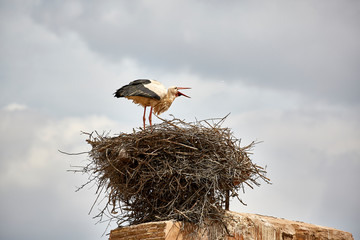 stork in a nest