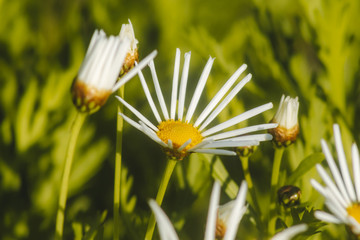 Close-up of white daisy (Bellis Perennis) blooming in the garden © Ricardo