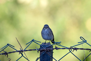 Cute little bird. Common bird: Spotted Flycatcher. Muscicapa striata.