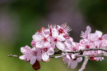 Obraz premium Close up of Prunus Cerasifera Pissardii blossom with pink flowers on blurred background.