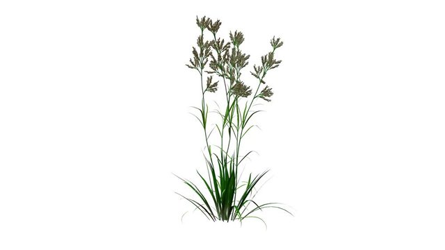 3d rendering of a growing realistic plant isolated on white