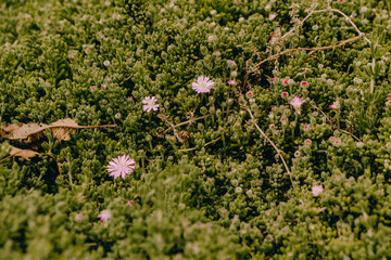 Flores