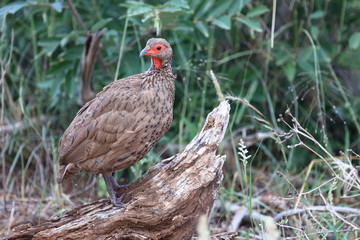 Swainsonfrankolin / Swainson's Francolin or Swainson's spurfowl / Francolinus swainsonii.