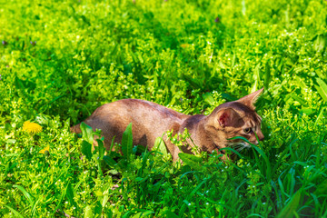 Abyssinian cat sitting in the grass with flowers in the sun