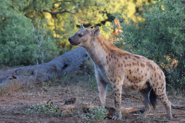 Tüpfelhyäne / Spotted hyaena / Crocuta crocuta