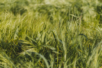 Grass swaying in the wind in the field