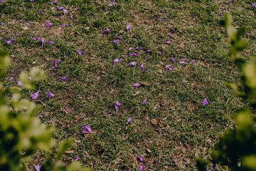 Pétalos de Jacaranda sobre el césped