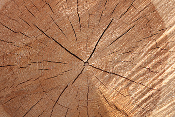 A section of a wooden trunk with cracks and annual rings for use as a background or texture. Brown light patterns against a background of natural origin.