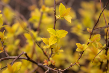 Small yellow leaves on the branches.