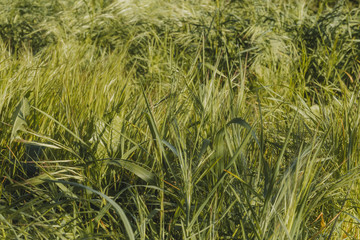 Grass swaying in the wind