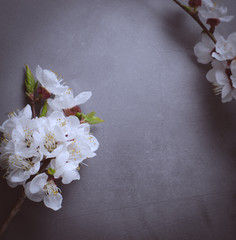 Spring flowers with branches blossoming apricots on grey background. Flat lay concept.