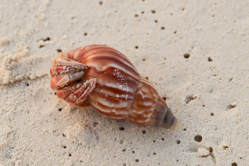 crab in a shell lying on the beach