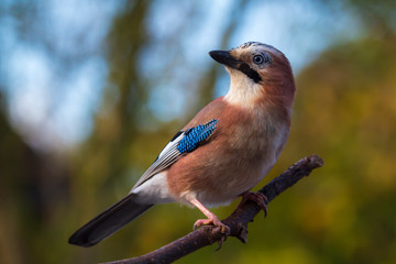 Eurasian jay bird (Garrulus glandarius) perched on a branch, Autumn colors