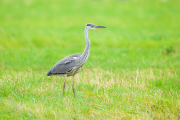 Fototapeta premium Great blue heron Ardea herodias hunting in a meadow