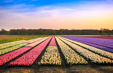 Colorful blooming flower field with pink, white and blue hyacinths during sunset.