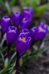 Beautiful first spring flowers crocuses bloom under bright sunlight.