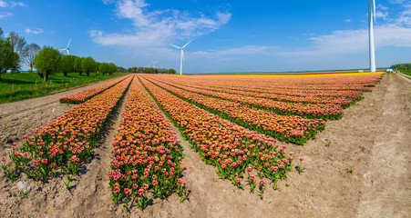 Panorama colorful Dutch tulips in a flower field and a windmill in Holland