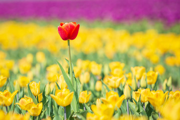 Single red Dutch tulip growing in a yellow flower bed
