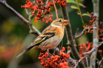Fototapeta premium Brambling bird, Fringilla montifringilla, w okresie zimowym jagody karmiące upierzeniem