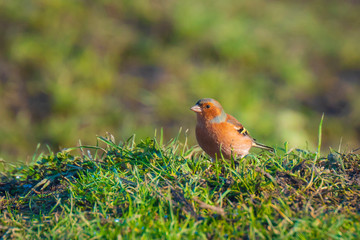 Male chaffinch bird, Fringilla coelebs, foraging in a green grass meadow