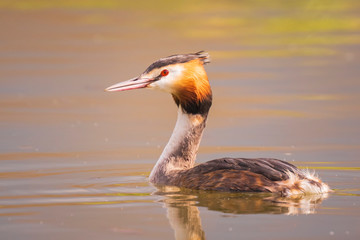 Closeup of a Great crested grebe Podiceps cristatus waterfowl