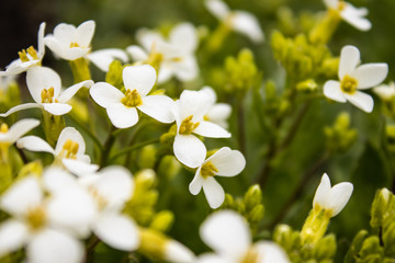 Fototapeta na wymiar White flowers on a background of green leaves. Tiny white flowers in spring.