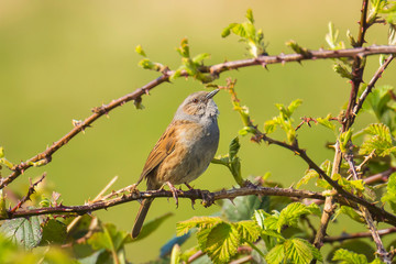 Dunnock Prunella modularis bird singing during Springtime
