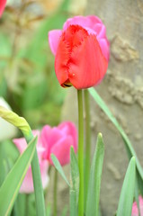 Fototapeta premium red tulips in the garden