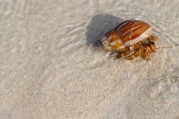crab in a sea shell moving on the beach