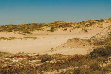 Natural and wild vegetation in the dunes of the beach