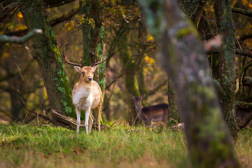 Fallow deer Dama Dama stag in Autumn