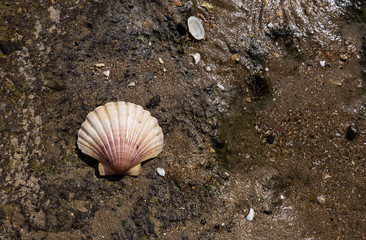 Shells by the seaside 