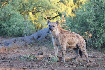 Tüpfelhyäne / Spotted hyaena / Crocuta crocuta