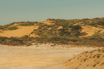 Natural vegetation in the dunes of the beach